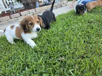 Smores, a female Miniature Dachshund for sale in Virginia Beach, VA – 5 of 10