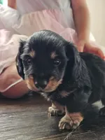 Remy , a male Miniature Dachshund for sale in Virginia Beach, VA – 2 of 9