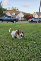 Smores, a female Miniature Dachshund for sale in Virginia Beach, VA – 9 of 10