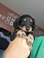Remy , a male Miniature Dachshund for sale in Virginia Beach, VA – 7 of 9
