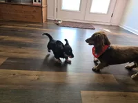 Remy , a male Miniature Dachshund for sale in Virginia Beach, VA – 4 of 10