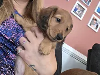 Copper, a male Miniature Dachshund for sale in Virginia Beach, VA – 6 of 10