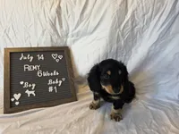 Remy , a male Miniature Dachshund for sale in Virginia Beach, VA – 2 of 10