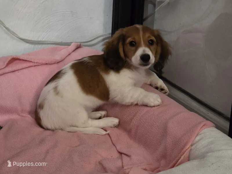 Smores – Miniature Dachshund puppy for sale in Virginia Beach, VA