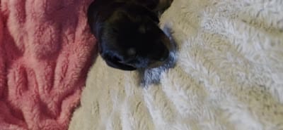 Remy , a male Miniature Dachshund for sale in Virginia Beach, VA – 8 of 9