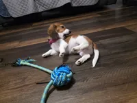 Smores, a female Miniature Dachshund for sale in Virginia Beach, VA – 7 of 10