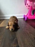 Copper, a male Miniature Dachshund for sale in Virginia Beach, VA – 8 of 10