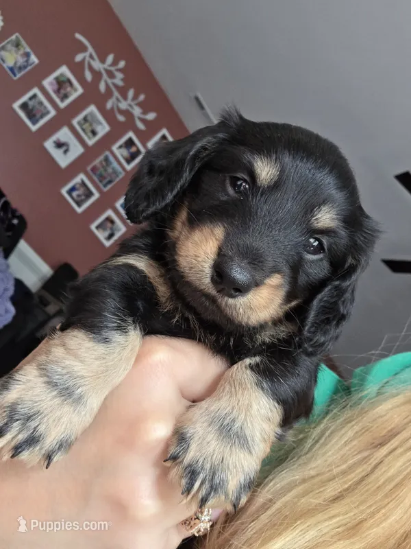 Remy  – Miniature Dachshund puppy for sale in Virginia Beach, VA