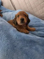 Copper, a male Miniature Dachshund for sale in Virginia Beach, VA – 9 of 10