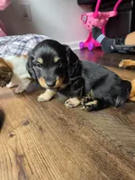 Remy , a male Miniature Dachshund for sale in Virginia Beach, VA – 9 of 9