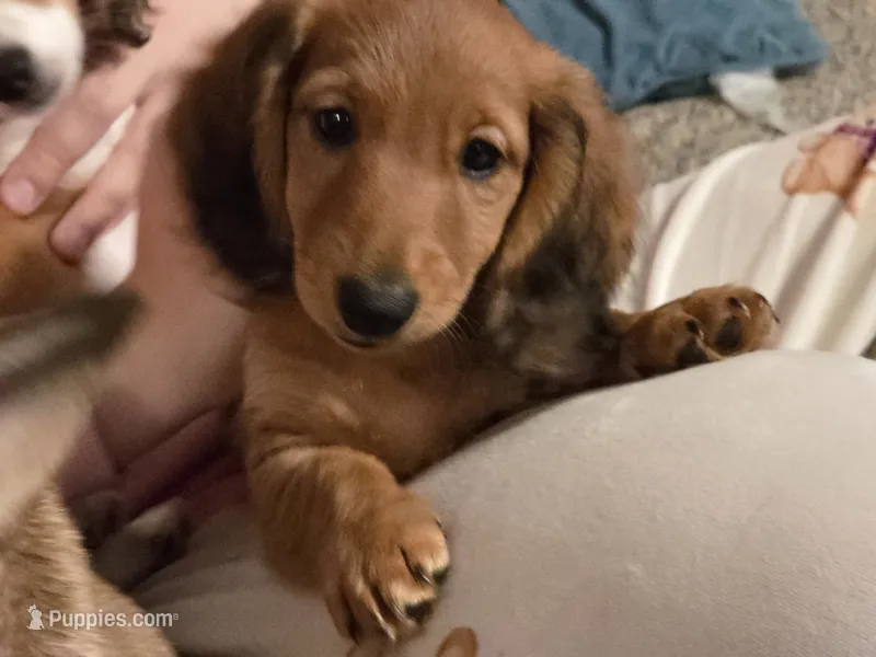 Copper – Miniature Dachshund puppy for sale in Virginia Beach, VA