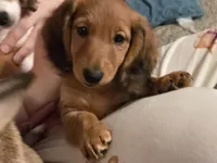 Copper, a male Miniature Dachshund for sale in Virginia Beach, VA – 1 of 10