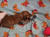Copper, a male Miniature Dachshund for sale in Virginia Beach, VA – 2 of 10