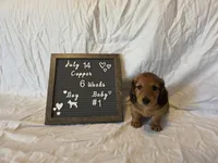 Copper, a male Miniature Dachshund for sale in Virginia Beach, VA – 8 of 10