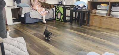 Remy , a male Miniature Dachshund for sale in Virginia Beach, VA – 7 of 10
