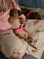 Copper, a male Miniature Dachshund for sale in Virginia Beach, VA – 9 of 10
