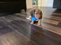 Copper, a male Miniature Dachshund for sale in Virginia Beach, VA – 4 of 10