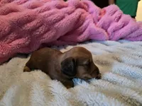 Copper, a male Miniature Dachshund for sale in Virginia Beach, VA – 4 of 10