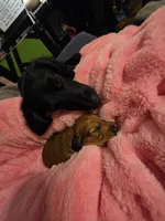Copper, a male Miniature Dachshund for sale in Virginia Beach, VA – 7 of 10