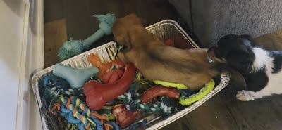 Copper, a male Miniature Dachshund for sale in Virginia Beach, VA – 10 of 10