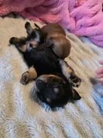 Remy , a male Miniature Dachshund for sale in Virginia Beach, VA – 5 of 9