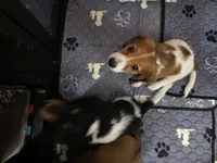 Smores, a female Miniature Dachshund for sale in Virginia Beach, VA – 2 of 10