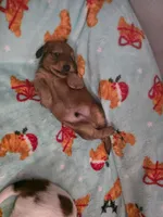 Copper, a male Miniature Dachshund for sale in Virginia Beach, VA – 5 of 10