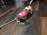 Smores, a female Miniature Dachshund for sale in Virginia Beach, VA – 6 of 10