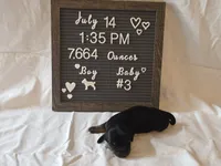 Remy , a male Miniature Dachshund for sale in Virginia Beach, VA – 4 of 9