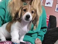 Smores, a female Miniature Dachshund for sale in Virginia Beach, VA – 4 of 10