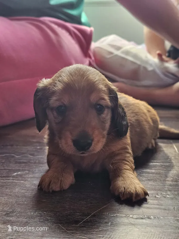 Copper – Miniature Dachshund puppy for sale in Virginia Beach, VA