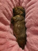 Copper, a male Miniature Dachshund for sale in Virginia Beach, VA – 6 of 10