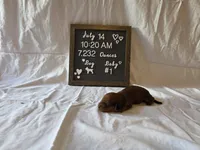 Copper, a male Miniature Dachshund for sale in Virginia Beach, VA – 3 of 10