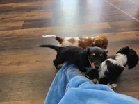 Remy , a male Miniature Dachshund for sale in Virginia Beach, VA – 10 of 10