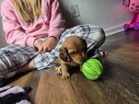 Copper, a male Miniature Dachshund for sale in Virginia Beach, VA – 10 of 10