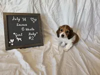 Smores, a female Miniature Dachshund for sale in Virginia Beach, VA – 8 of 10