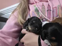 Remy , a male Miniature Dachshund for sale in Virginia Beach, VA – 6 of 9
