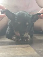 Remy , a male Miniature Dachshund for sale in Virginia Beach, VA – 3 of 9