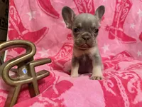 Sky, a female French Bulldog for sale in Wentworth, MO – 8 of 8