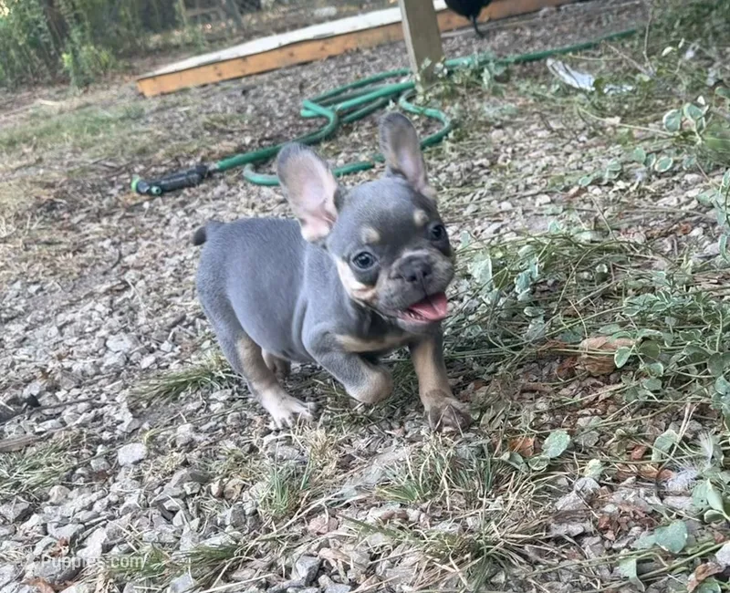 Misty – French Bulldog puppy for sale in Wentworth, MO