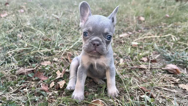 Sky – French Bulldog puppy for sale in Wentworth, MO
