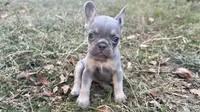 Sky, a female French Bulldog for sale in Wentworth, MO – 1 of 8