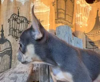 Misty, a female French Bulldog for sale in Wentworth, MO – 2 of 8