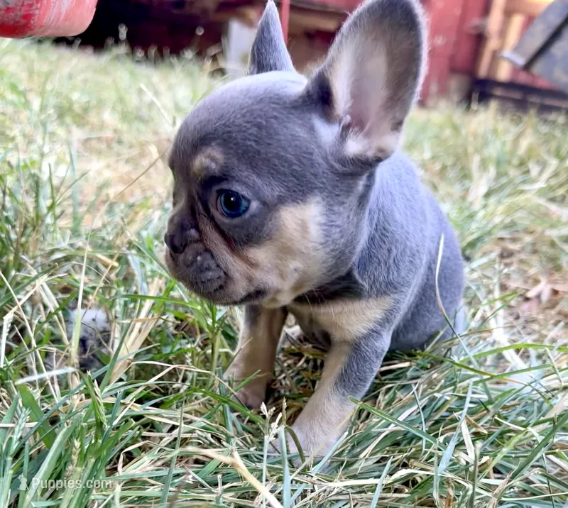 Misty – French Bulldog puppy for sale in Wentworth, MO