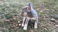 Sky, a female French Bulldog for sale in Wentworth, MO – 7 of 8