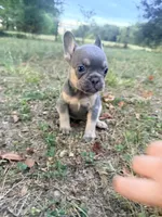 Stormy, a female French Bulldog for sale in Wentworth, MO – 3 of 5