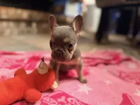 Stormy, a female French Bulldog for sale in Wentworth, MO – 4 of 5