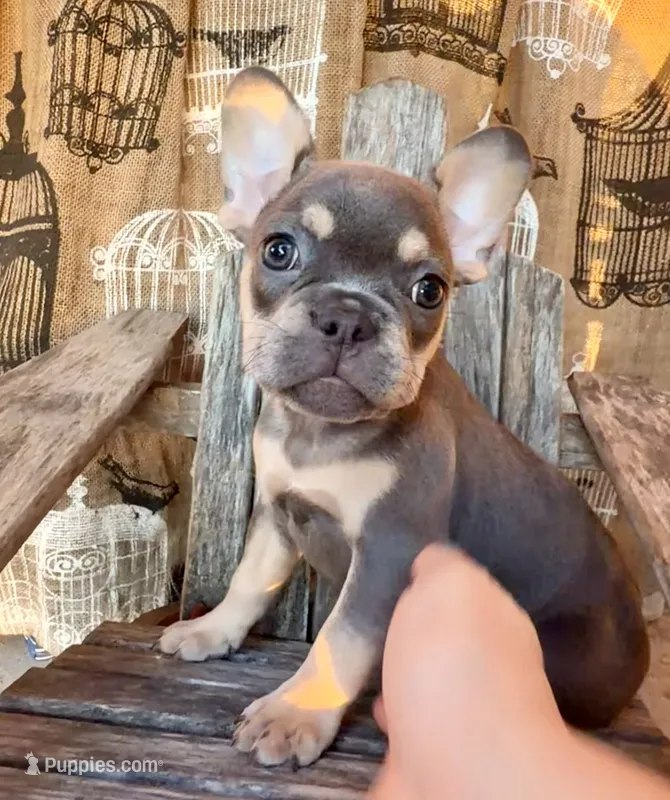 Misty – French Bulldog puppy for sale in Wentworth, MO