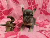 Misty, a female French Bulldog for sale in Wentworth, MO – 4 of 5