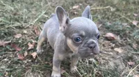 Sky, a female French Bulldog for sale in Wentworth, MO – 3 of 8